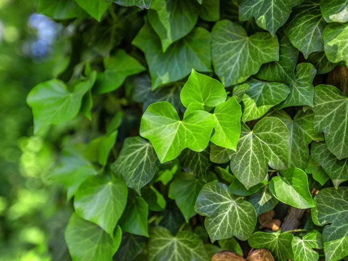 English Ivy Live Plant in 6 Inch Pot Hedera Helix Houseplant Vine Q1810