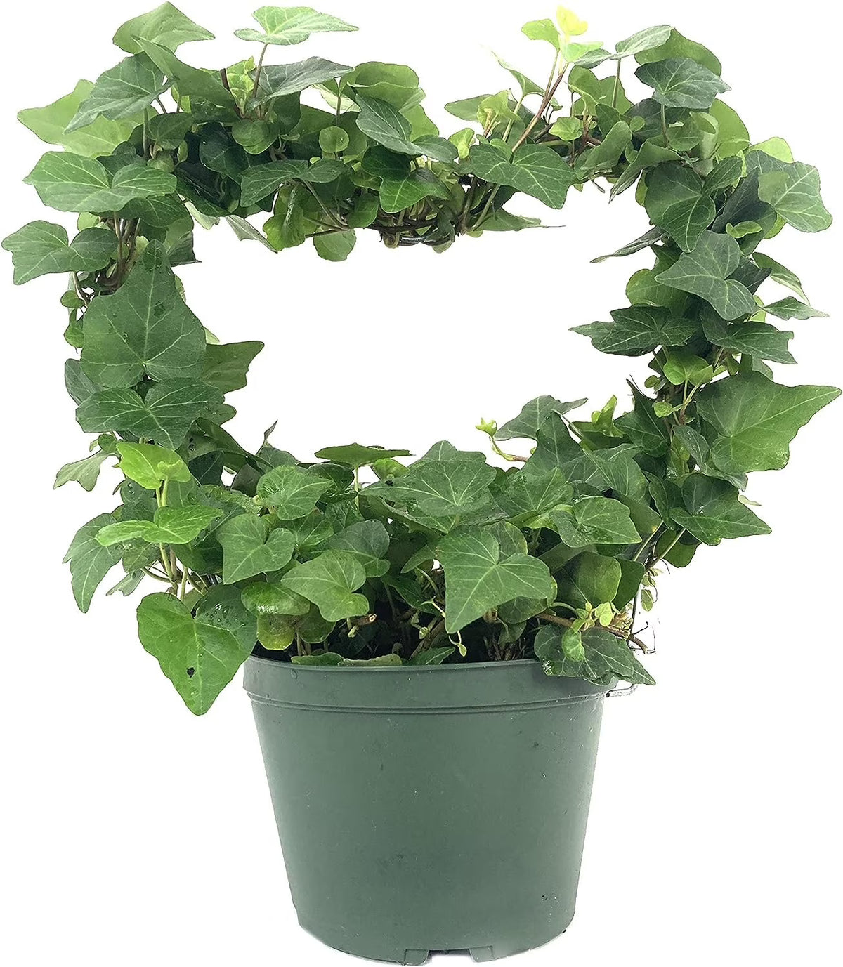 English Ivy Live Plant in 6 Inch Pot Hedera Helix Houseplant Vine Q1810