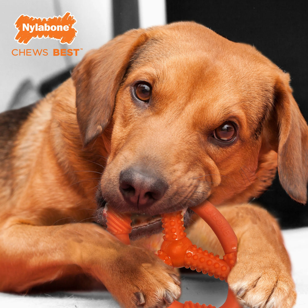 Moderate Chew Flexible Oval Ring for Dogs F8671