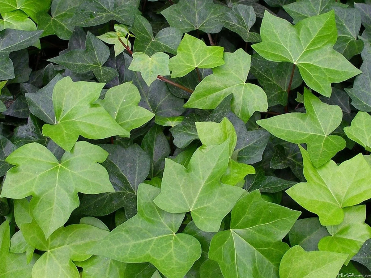 English Ivy Live Plant in 6 Inch Pot Hedera Helix Houseplant Vine Q1810
