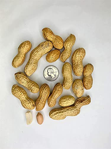Raw Peanuts in Shell 5 lbs X34424
