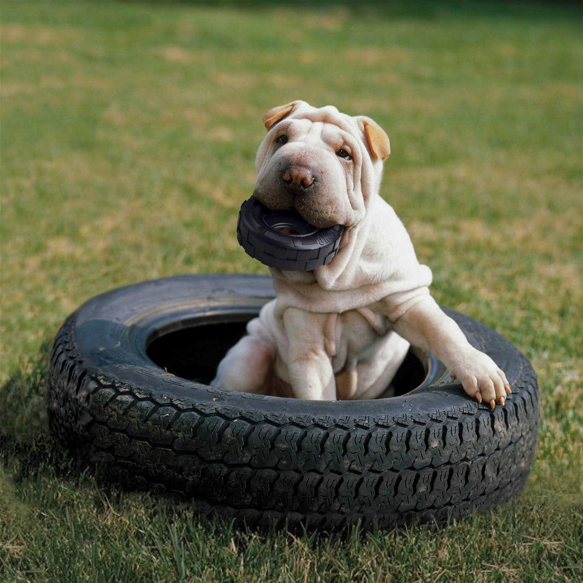 Dog Toy P826
