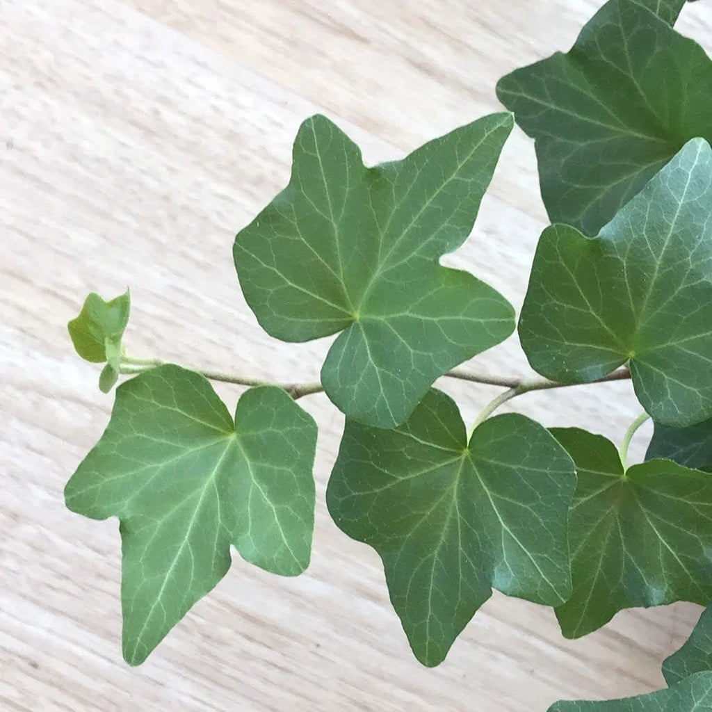 English Ivy Live Plant in 6 Inch Pot Hedera Helix Houseplant Vine Q1810
