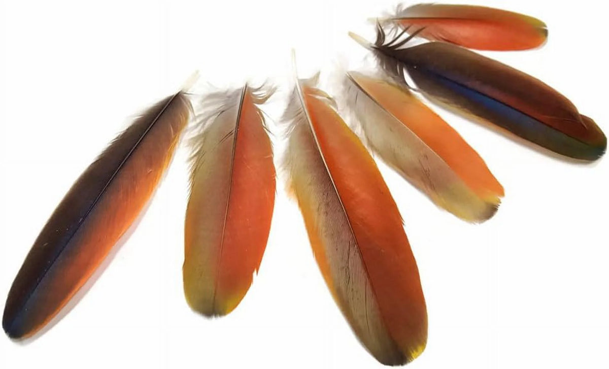 Natural Red Scarlet Medium Size Body Plumage, 4 Pieces C4061