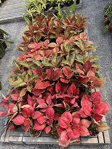 20-20-20 Water Soluble Fertilizer (2 Pounds) S721