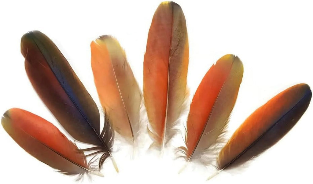 Natural Red Scarlet Medium Size Body Plumage, 4 Pieces C4061