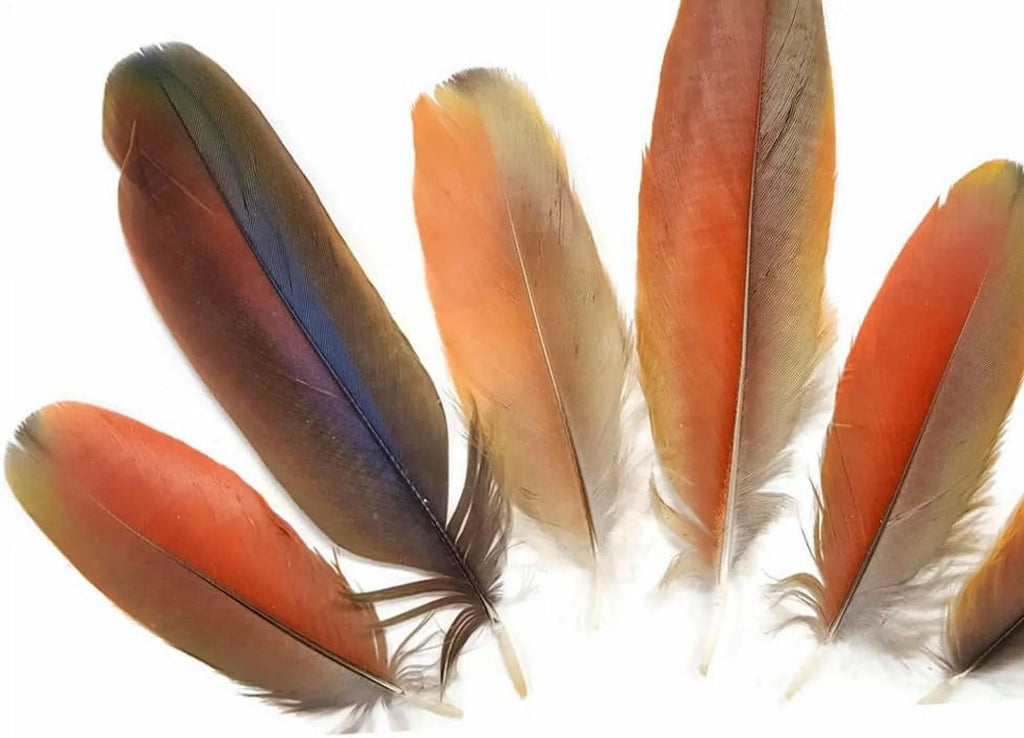 Natural Red Scarlet Medium Size Body Plumage, 4 Pieces C4061