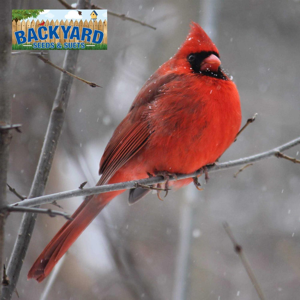 Safflower Bird Seed Z7523