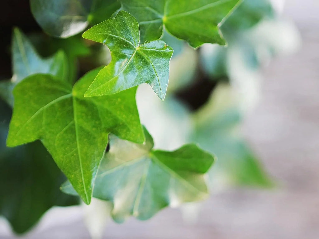 English Ivy Live Plant in 6 Inch Pot Hedera Helix Houseplant Vine Q1810