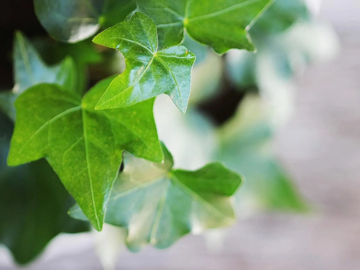 English Ivy Live Plant in 6 Inch Pot Hedera Helix Houseplant Vine Q1810