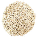 Safflower Bird Seed Z7523