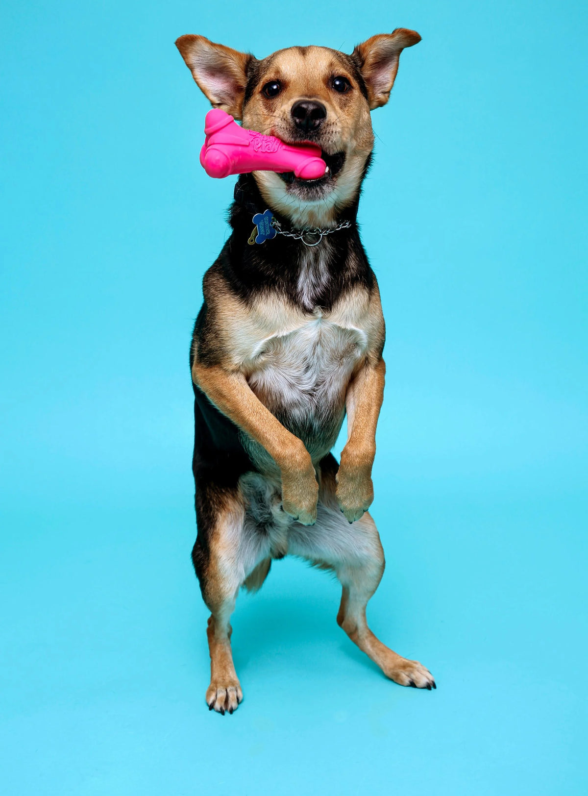 Medium Dura Play Bone Dog Toy F79724